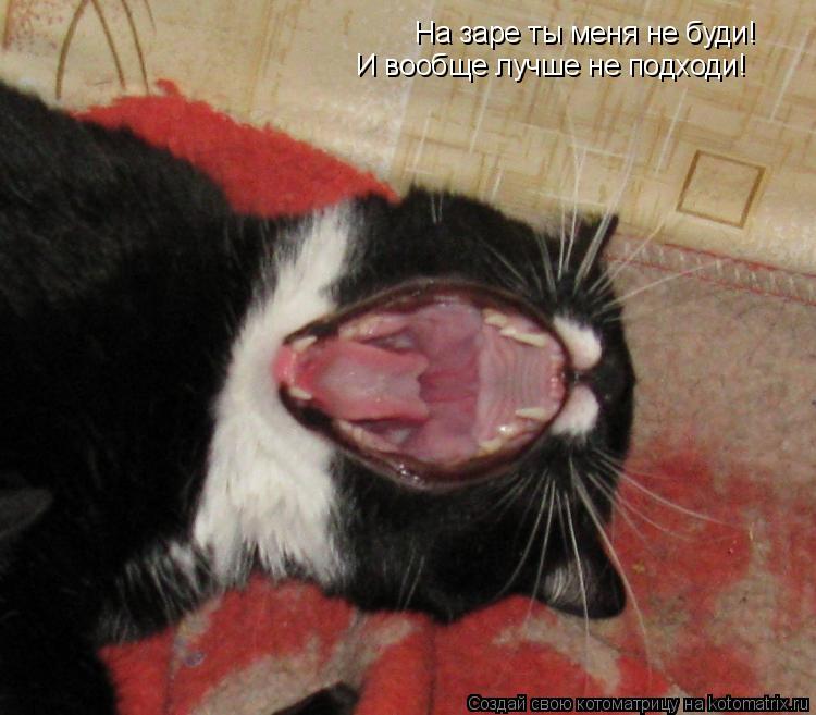 На заре ты меня не буди! И вообще лучше не подходи!... Котоматрица: На заре ты меня не буди! И вообще лучше не подходи!