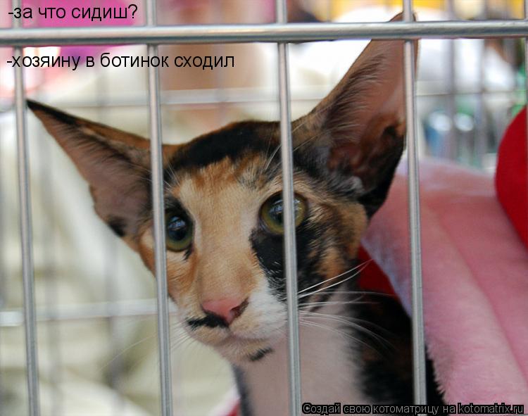 -за что сидиш? -хозяину в ботинок сходил... Котоматрица: -за что сидиш? -хозяину в ботинок сходил