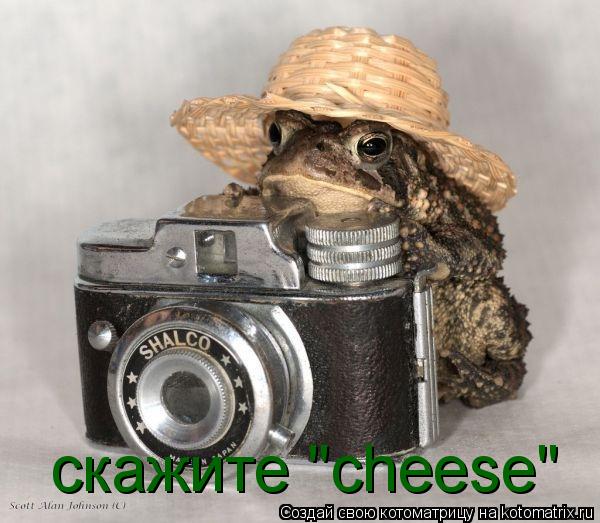Котоматрица: скажите "cheese"