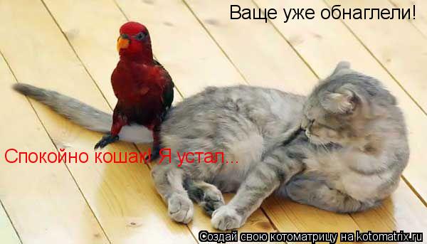 Ваще уже обнаглели! Спокойно кошак! Я устал...... Котоматрица: Ваще уже обнаглели! Спокойно кошак! Я устал...