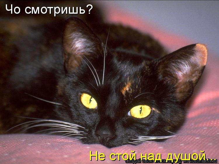 Чо смотришь? Не стой над душой...... Котоматрица: Чо смотришь? Не стой над душой...