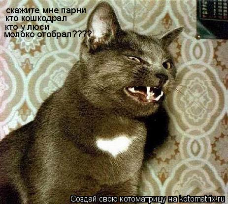 Котоматрица: скажите мне парни кто кошкодрал кто у люси молоко отобрал????
