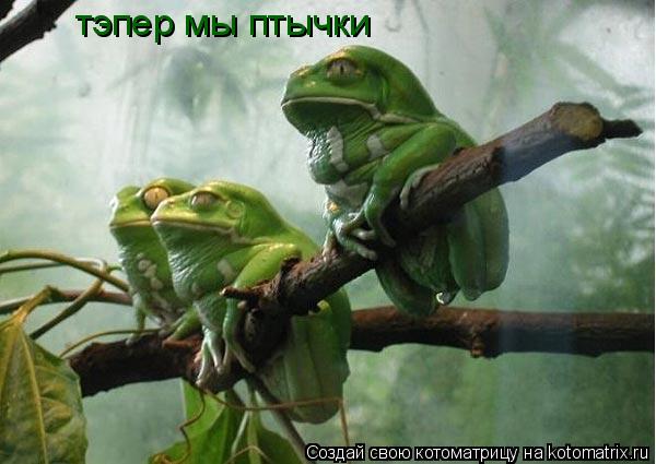 Котоматрица: тэпер мы птычки