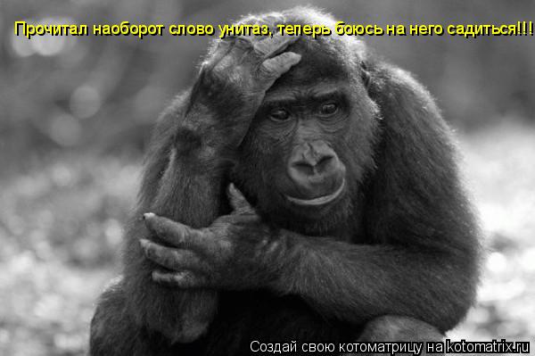 Котоматрица: Прочитал наоборот слово унитаз, теперь боюсь на него садиться!!!