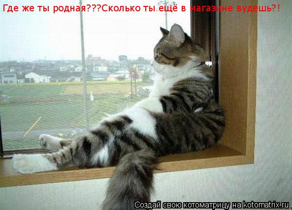 Где же ты родная???Сколько ты ещё в магазине вудешь?!... Котоматрица: Где же ты родная???Сколько ты ещё в магазине вудешь?!