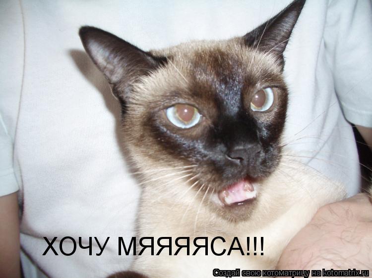 ХОЧУ МЯЯЯЯСА!!!... Котоматрица: ХОЧУ МЯЯЯЯСА!!!