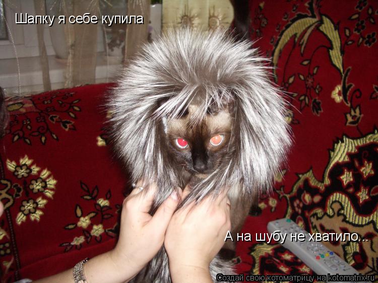 Котоматрица: Шапку я себе купила А на шубу не хватило...