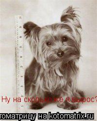 Котоматрица: Ну на сколько же я вырос?