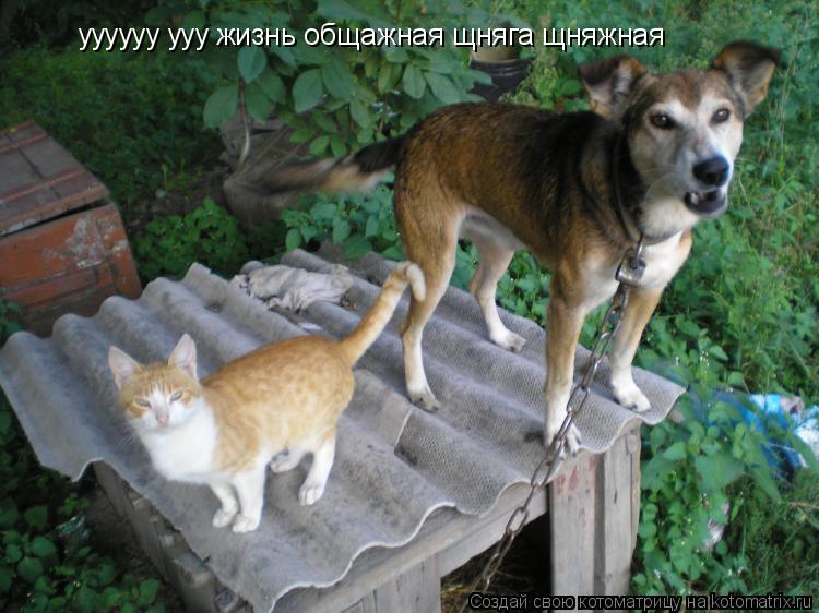Котоматрица: уууууу ууу жизнь общажная щняга щняжная