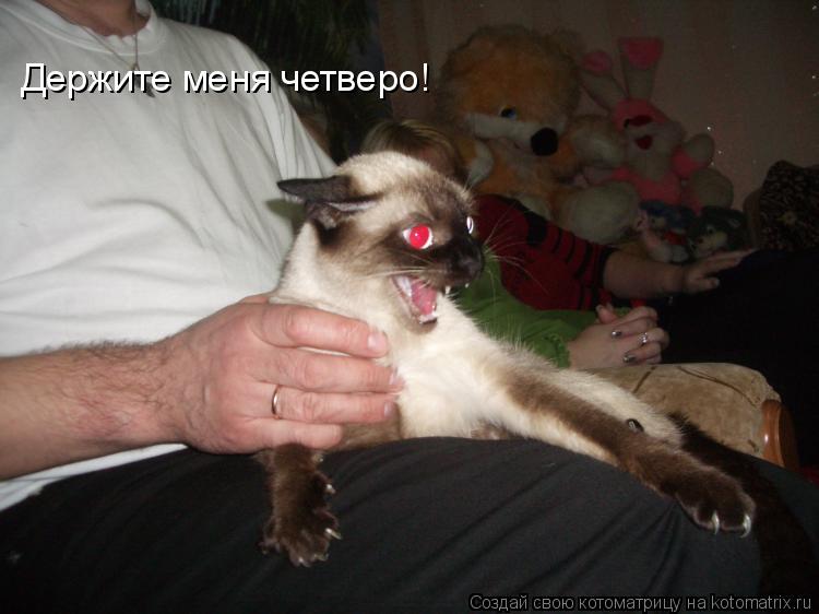Котоматрица: Держите меня четверо!