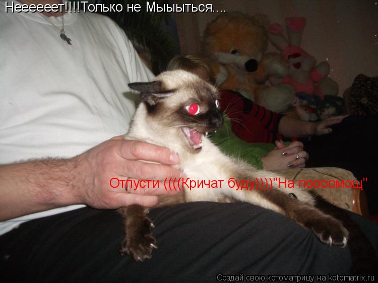 Неееееет!!!!Только не Мыыыться.... Отпусти ((((Кричат буду))))"На поооомощ"... Котоматрица: Неееееет!!!!Только не Мыыыться.... Отпусти ((((Кричат буду))))"На поооомощ"