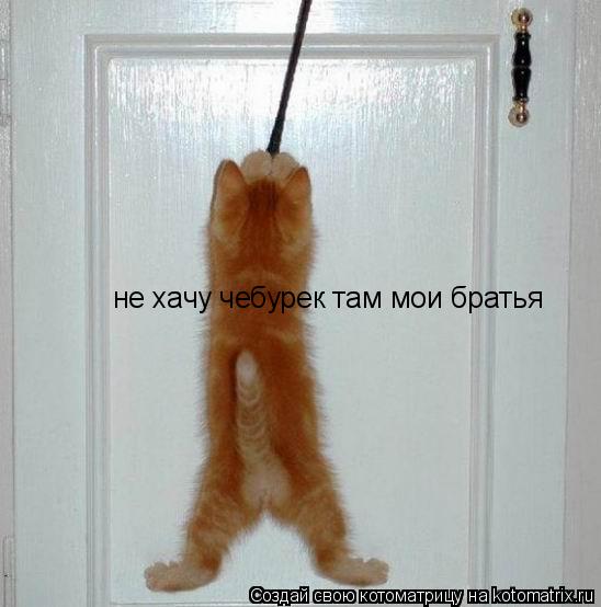 не хачу чебурек там мои братья... Котоматрица: не хачу чебурек там мои братья