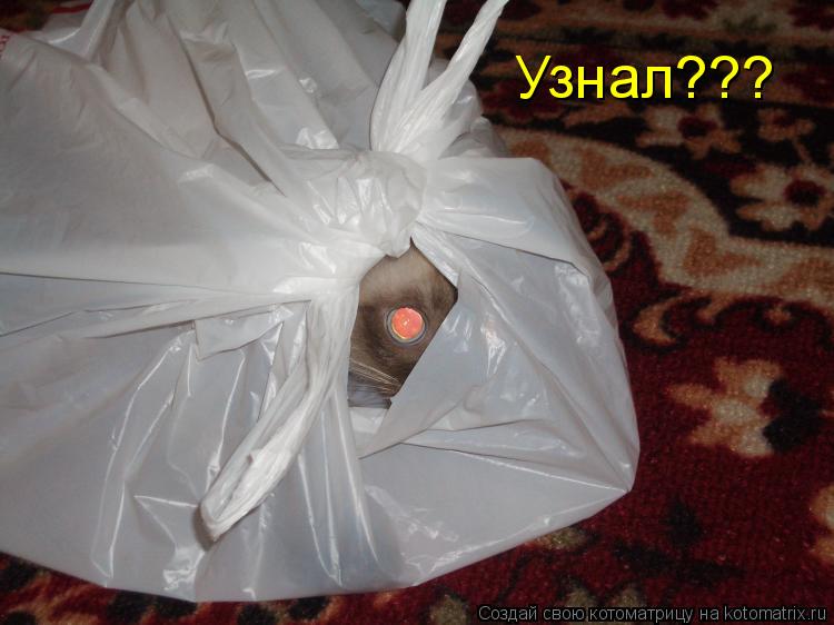 Узнал???... Котоматрица: Узнал???
