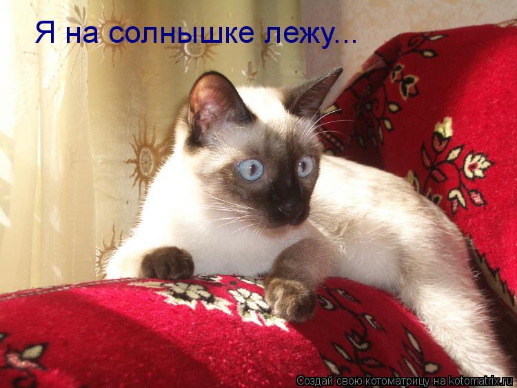 Я на солнышке лежу...... Котоматрица: Я на солнышке лежу...