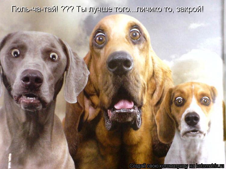 Котоматрица: Гюль-ча-тай! ??? Ты лучше того...личико то, закрой!