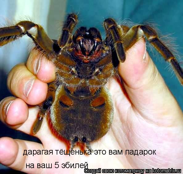 дарагая тёщенька это вам падарок на ваш 5 эбилей... Котоматрица: дарагая тёщенька это вам падарок на ваш 5 эбилей