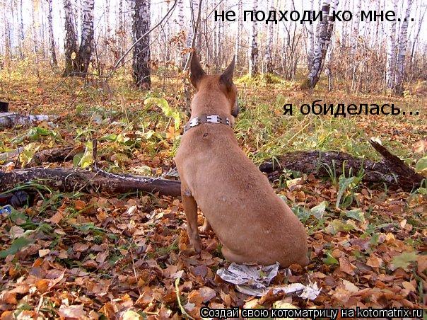 не подходи ко мне... я обиделась...... Котоматрица: не подходи ко мне... я обиделась...