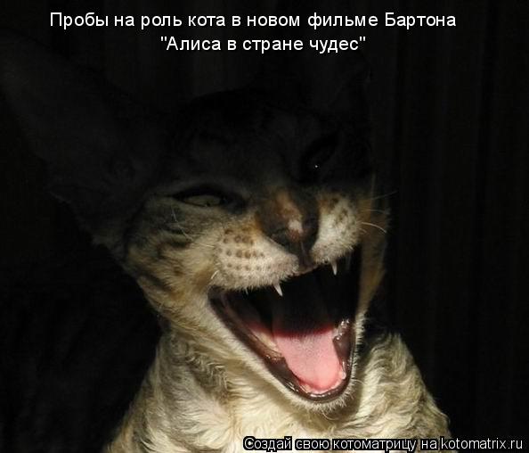 Пробы на роль кота в новом фильме Бартона "Алиса в стране чудес"... Котоматрица: Пробы на роль кота в новом фильме Бартона "Алиса в стране чудес"