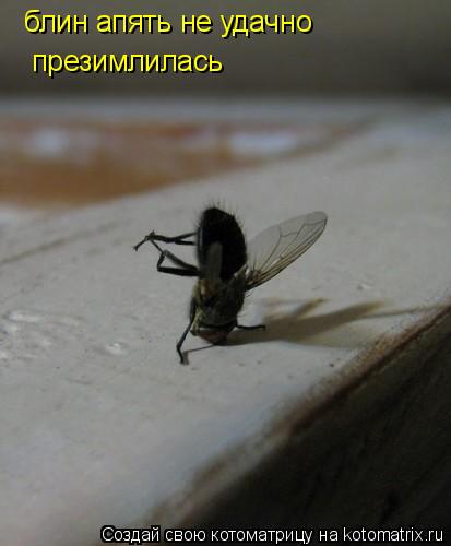 блин апять не удачно презимлилась... Котоматрица: блин апять не удачно презимлилась