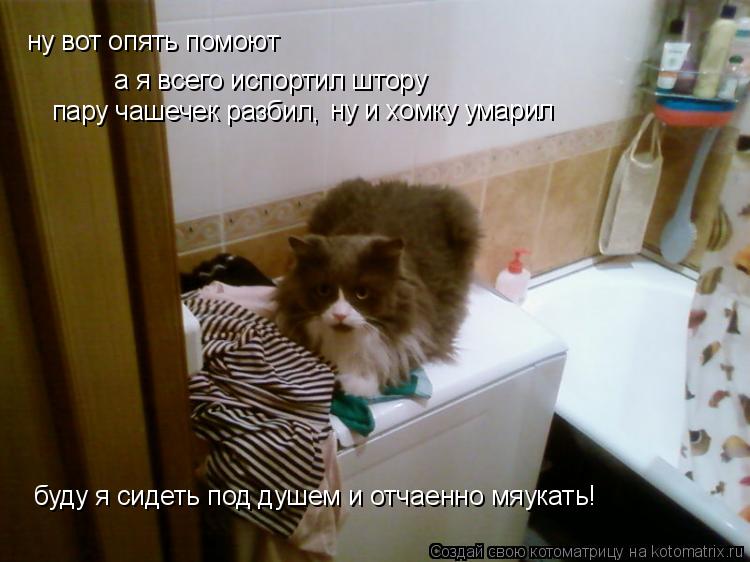 ну вот опять помоют а я всего испортил штору пару чашечек разбил, ну и хомку умарил буду я сидеть под... Котоматрица: ну вот опять помоют а я всего испортил штору пару чашечек разбил, ну и хомку умарил буду я сидеть под душем и отчаенно мяукать!