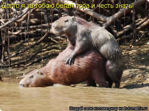 Долго я за тобою бегал,пора и честь знать!... Котоматрица: Долго я за тобою бегал,пора и честь знать!