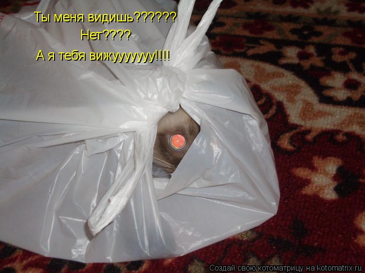 Ты меня видишь?????? Нет???? А я тебя вижууууууу!!!!... Котоматрица: Ты меня видишь?????? Нет???? А я тебя вижууууууу!!!!