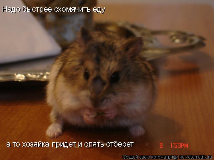 Надо быстрее схомячить еду а то хозяйка придет и опять отберет... Котоматрица: Надо быстрее схомячить еду а то хозяйка придет и опять отберет