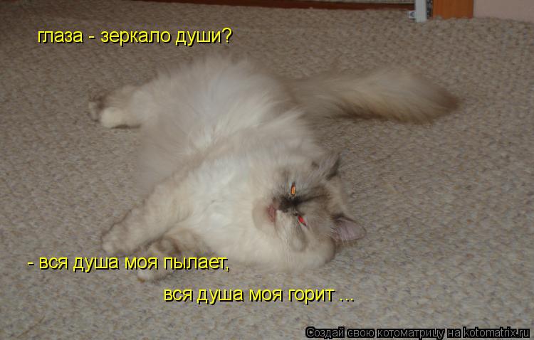 глаза - зеркало души? - вся душа моя пылает, вся душа моя горит ...... Котоматрица: глаза - зеркало души? - вся душа моя пылает, вся душа моя горит ...