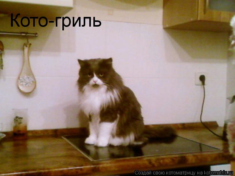 Кото-гриль... Котоматрица: Кото-гриль