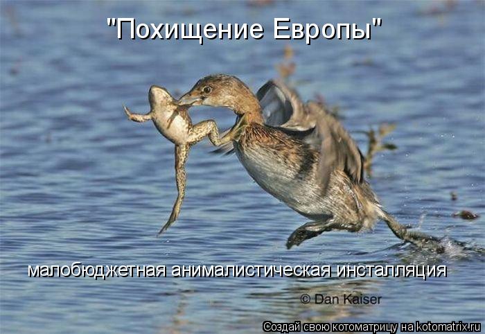 "Похищение Европы" малобюджетная анималистическая инсталляция... Котоматрица: "Похищение Европы" малобюджетная анималистическая инсталляция