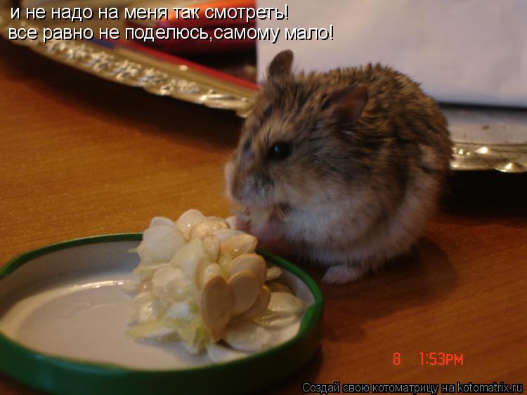 и не надо на меня так смотреть! все равно не поделюсь,самому мало!... Котоматрица: и не надо на меня так смотреть! все равно не поделюсь,самому мало!