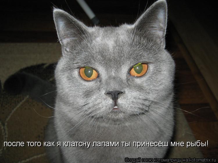 после того как я клатсну лапами ты принесёш мне рыбы!... Котоматрица: после того как я клатсну лапами ты принесёш мне рыбы!