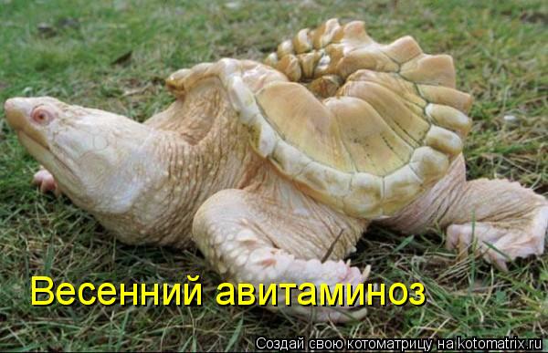Весенний авитаминоз... Котоматрица: Весенний авитаминоз