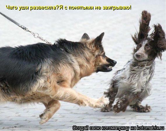 Чего уши развесила?Я с понятыми не заигрываю!... Котоматрица: Чего уши развесила?Я с понятыми не заигрываю!
