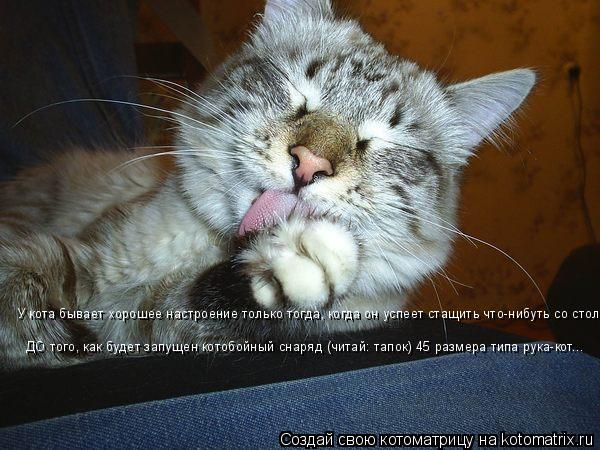 Котоматрица: ДО того, как будет запущен котобойный снаряд (читай: тапок) 45 размера типа рука-кот... У кота бывает хорошее настроение только тогда, когда он 