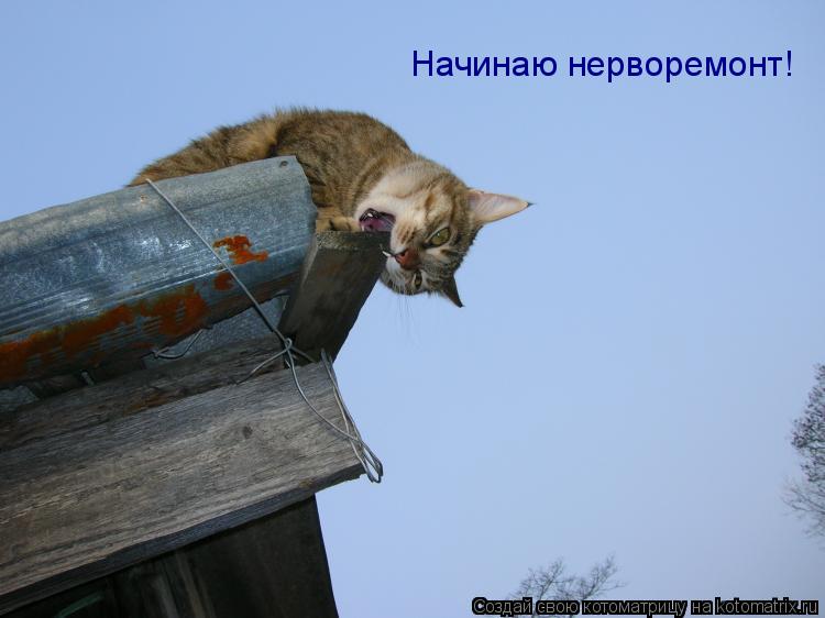 Котоматрица: Начинаю нерворемонт!