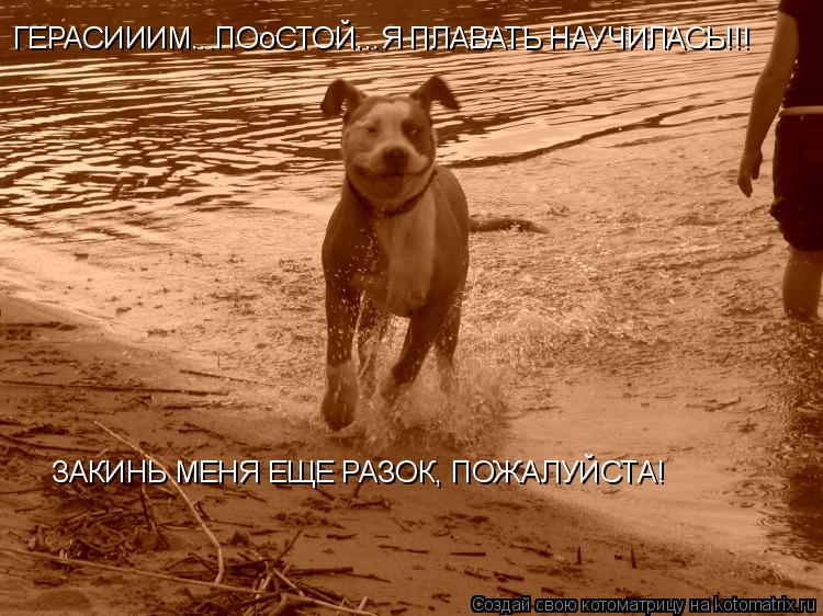 Котоматрица: ГЕРАСИИИМ...ПОоСТОЙ...Я ПЛАВАТЬ НАУЧИЛАСЬ!!!  ЗАКИНЬ МЕНЯ ЕЩЕ РАЗОК, ПОЖАЛУЙСТА!