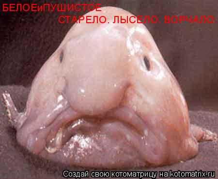 Котоматрица: БЕЛОЕиПУШИСТОЕ СТАРЕЛО. ЛЫСЕЛО. ВОРЧАЛО.