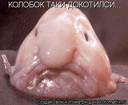 Котоматрица: КОЛОБОК ТАКИ ДОКОТИЛСИ...