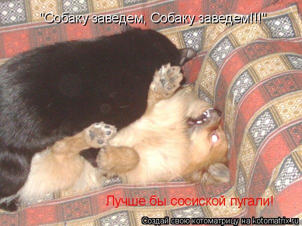 Котоматрица: "Собаку заведем, Собаку заведем!!!" Лучше бы сосиской пугали!