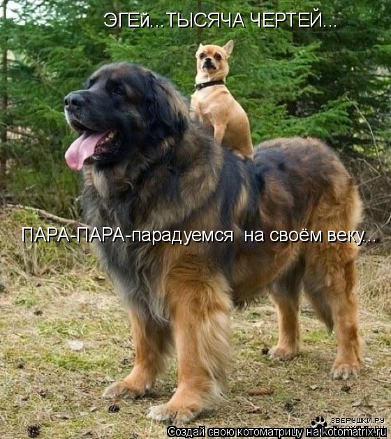 ЭГЕй...ТЫСЯЧА ЧЕРТЕЙ... ПАРА-ПАРА-парадуемся на своём веку...... Котоматрица: ЭГЕй...ТЫСЯЧА ЧЕРТЕЙ... ПАРА-ПАРА-парадуемся на своём веку...