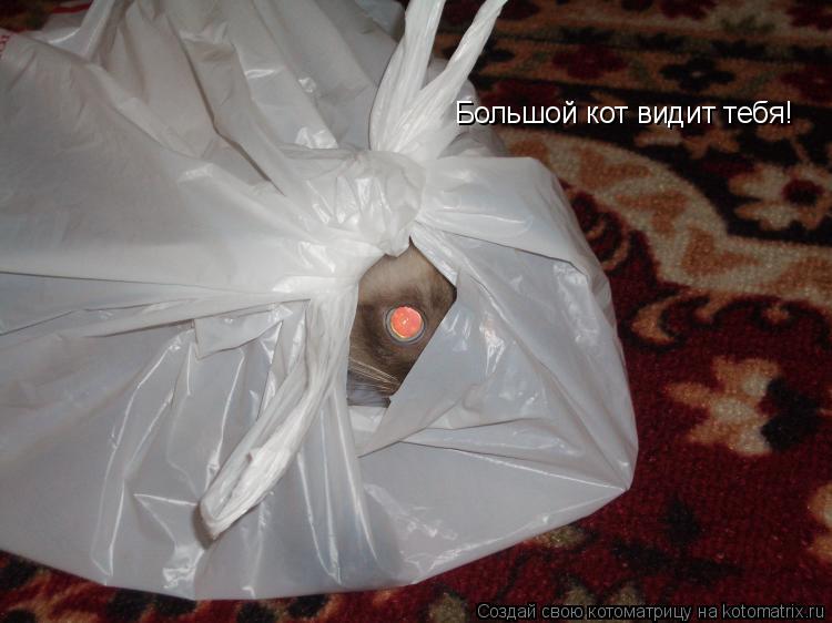 Большой кот видит тебя!... Котоматрица: Большой кот видит тебя!
