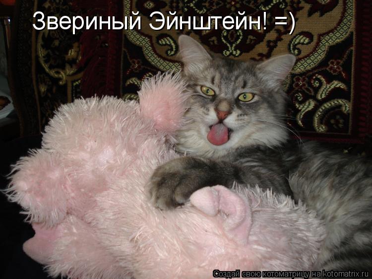 Звериный Эйнштейн! =)... Котоматрица: Звериный Эйнштейн! =)