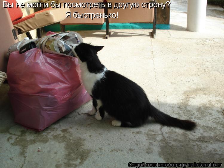 Котоматрица: Вы не могли бы посмотреть в другую строну?Я быстренько! Вы не могли бы посмотреть в другую строну?Я быстренько! Вы не могли бы посмотреть в д