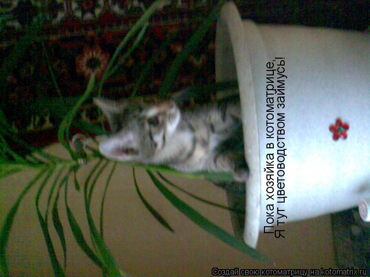Пока хозяйка в котоматрице, Я тут цветоводством займусь!... Котоматрица: Пока хозяйка в котоматрице, Я тут цветоводством займусь!