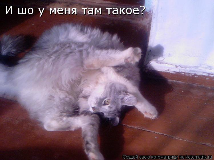 И шо у меня там такое?... Котоматрица: И шо у меня там такое?