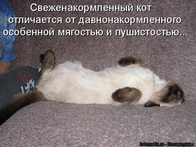 Свеженакормленный кот отличается от давнонакормленного особенной мягостью и пушистостью...... Котоматрица: Свеженакормленный кот отличается от давнонакормленного особенной мягостью и пушистостью...