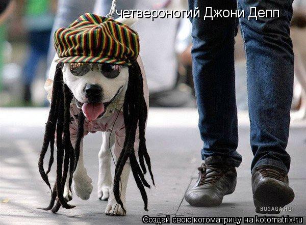 четвероногий Джони Депп... Котоматрица: четвероногий Джони Депп