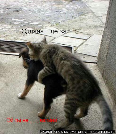 Оддааа....детка Эй ты не........валиии... Котоматрица: Оддааа....детка Эй ты не........валиии