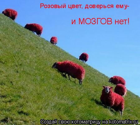 Розовый цвет, доверься ему- и МОЗГОВ нет!... Котоматрица: Розовый цвет, доверься ему- и МОЗГОВ нет!